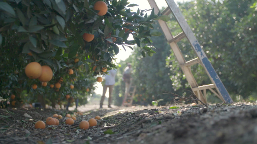 Imperfect Produce Still