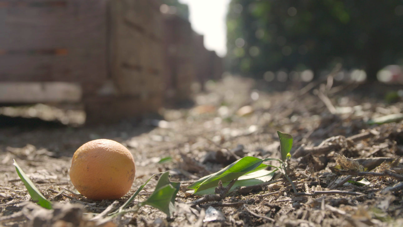 Imperfect Produce Still