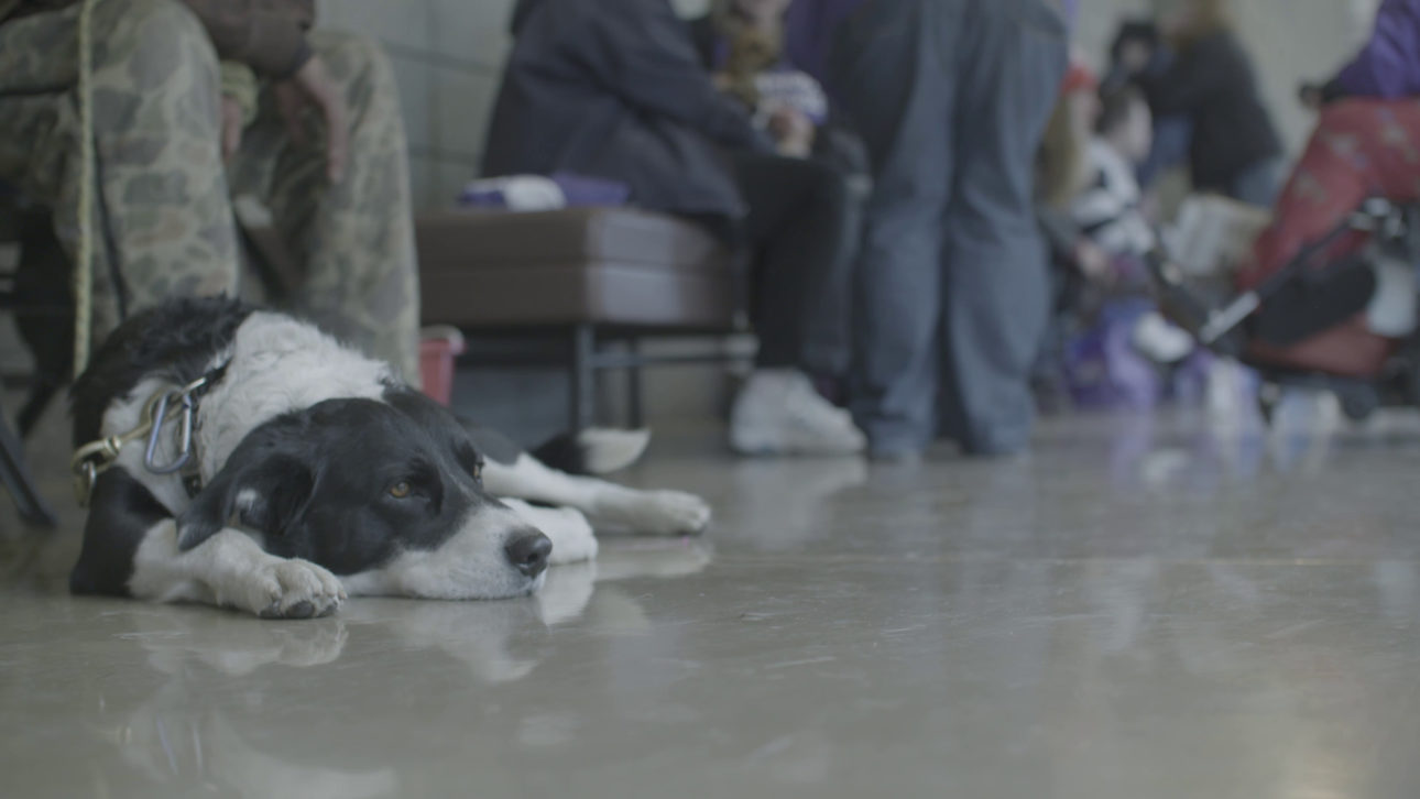 Pets of the Homeless Still