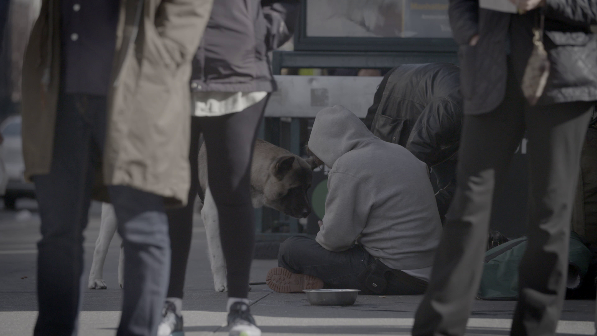 Pets of the Homeless Darren Joe Cinematography Director of